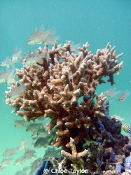 I took this photo near a mooring, i was just using up som... by Chloe Taylor 